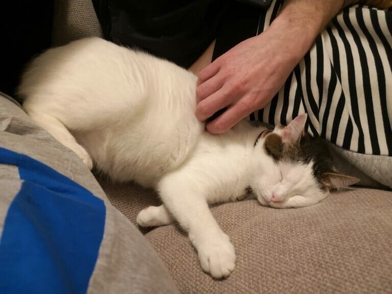 Matching stray animals with foster volunteers in minutes