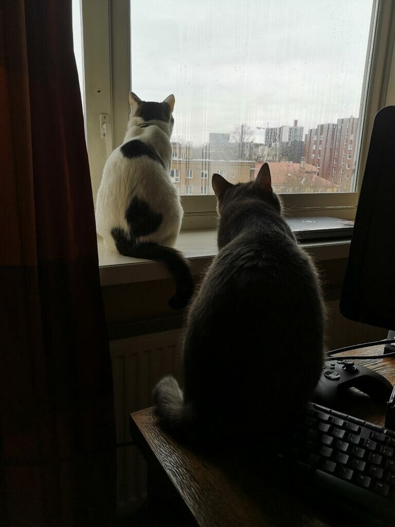 Picture of two cats - Jasja & Masja - in their temporary foster home